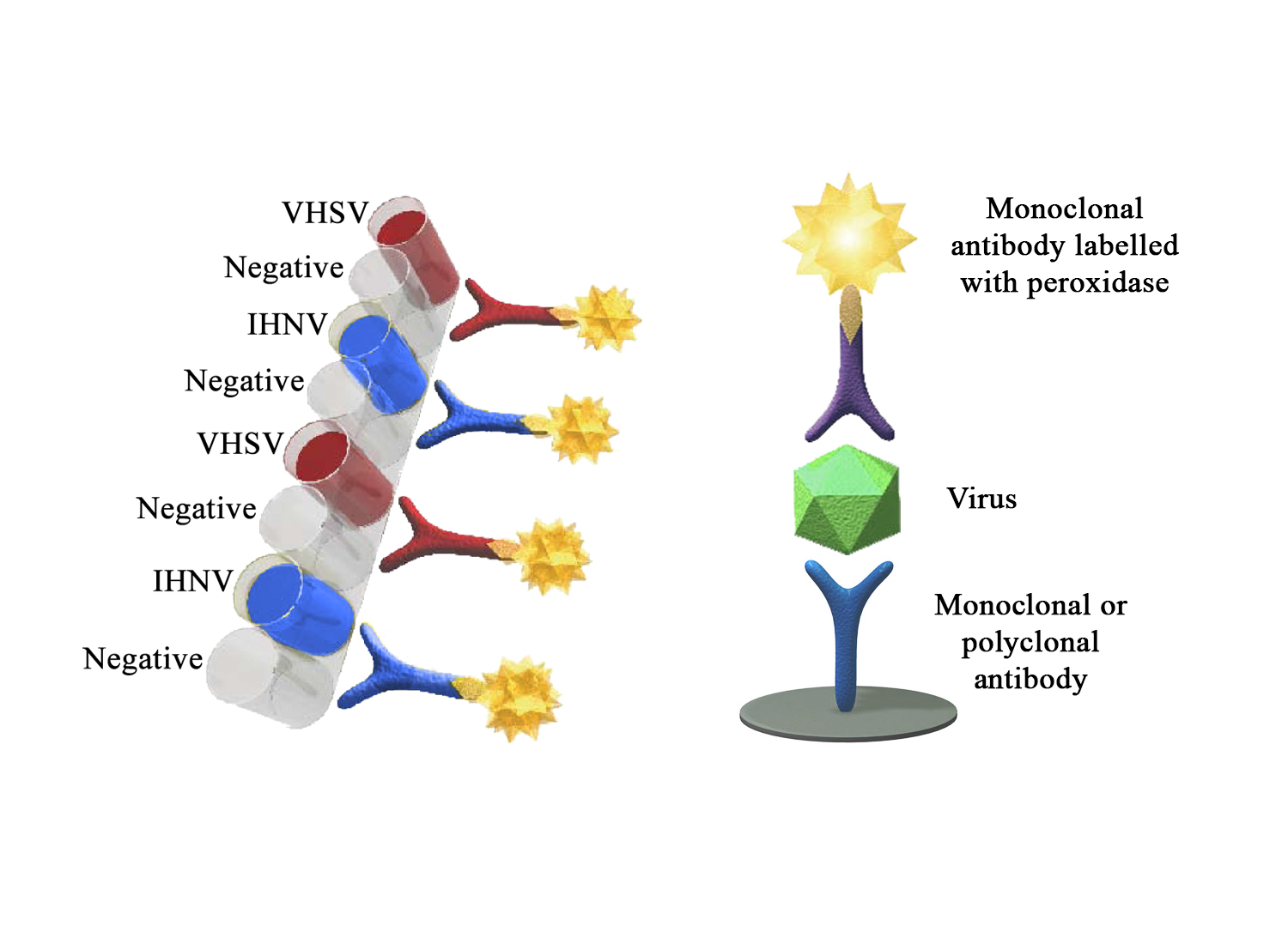 BIO K 264 - Multiscreen AgELISA VHSV-IHNV / Sandwich, biwell